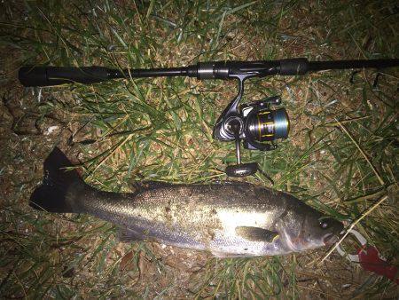 渋い中でなんとかシーバス